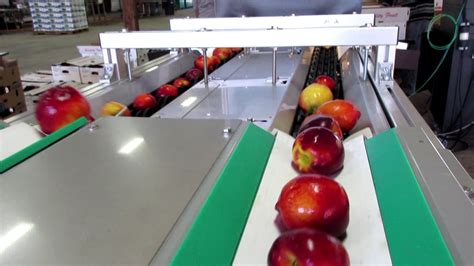 fruit sorting machine